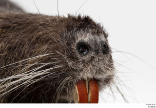 Nutria nose 0005.jpg